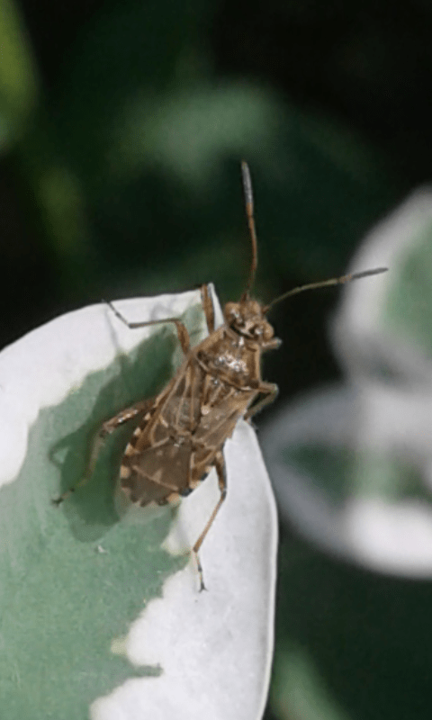 Rhopalidae : Liorhyssus hyalinus ? S